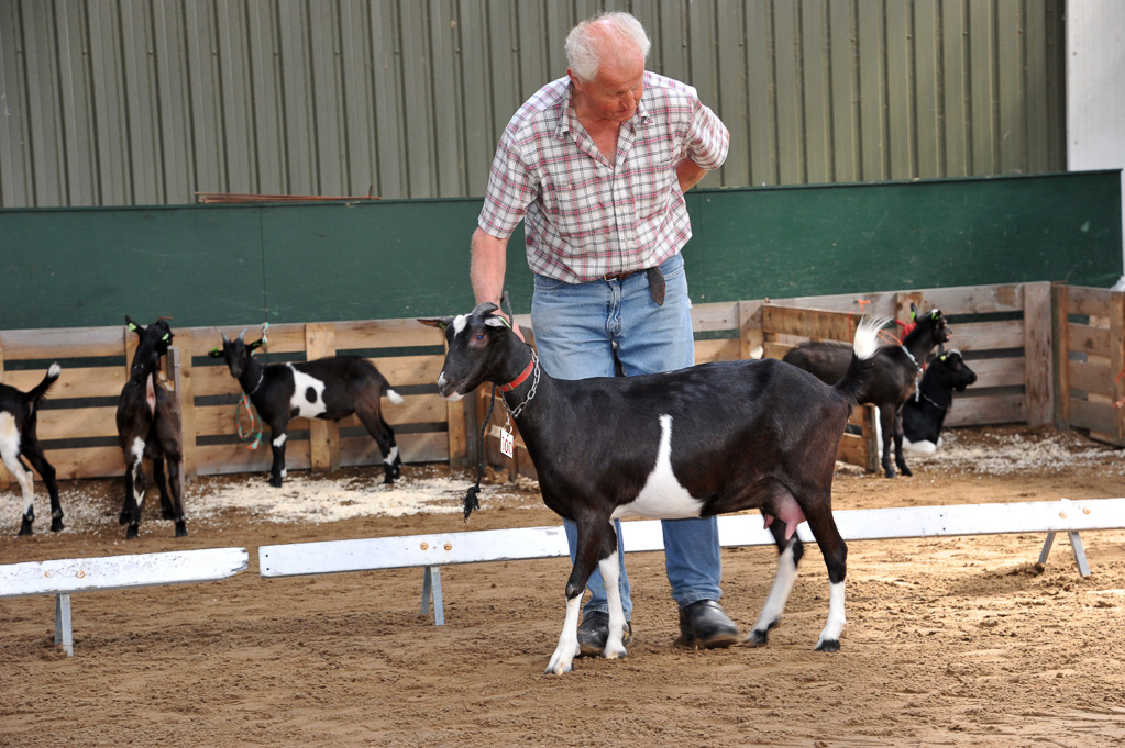 Geitenkeuring van Geitenfokvereniging Assendelft eo in Manege De Delft