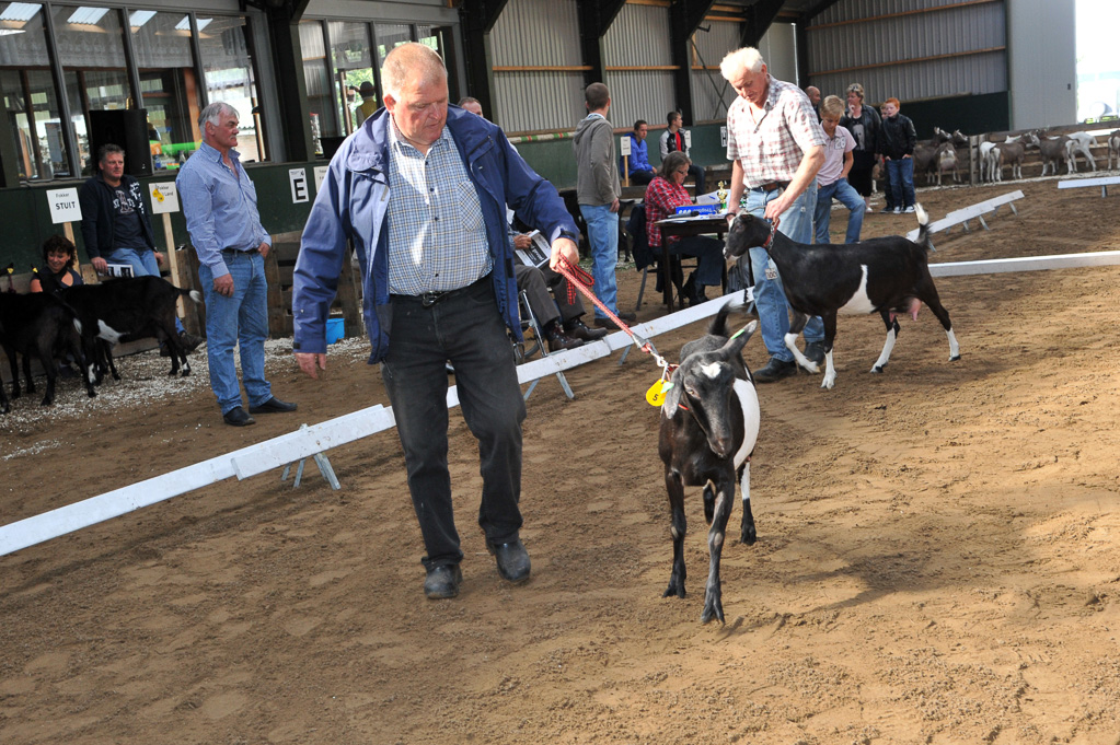 Geitenkeuring van Geitenfokvereniging Assendelft eo in Manege De Delft