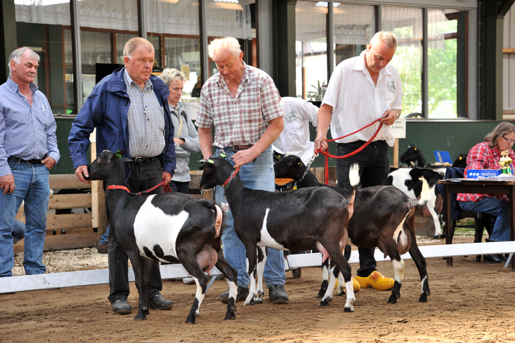 Geitenkeuring van Geitenfokvereniging Assendelft eo in Manege De Delft