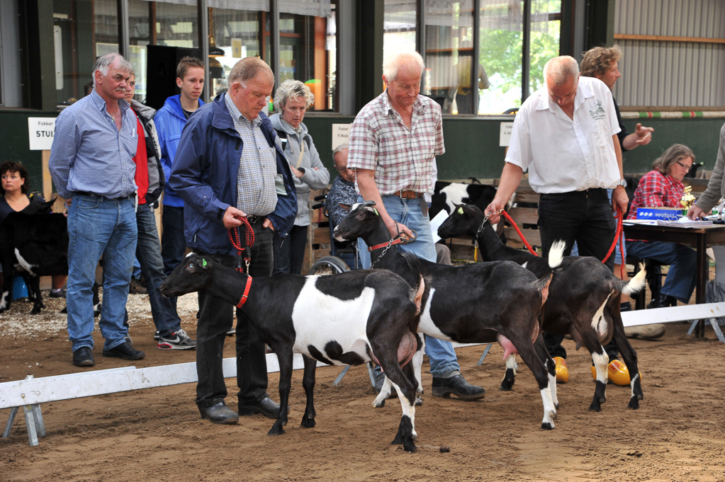 Geitenkeuring van Geitenfokvereniging Assendelft eo in Manege De Delft