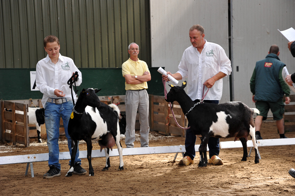 Geitenkeuring van Geitenfokvereniging Assendelft eo in Manege De Delft