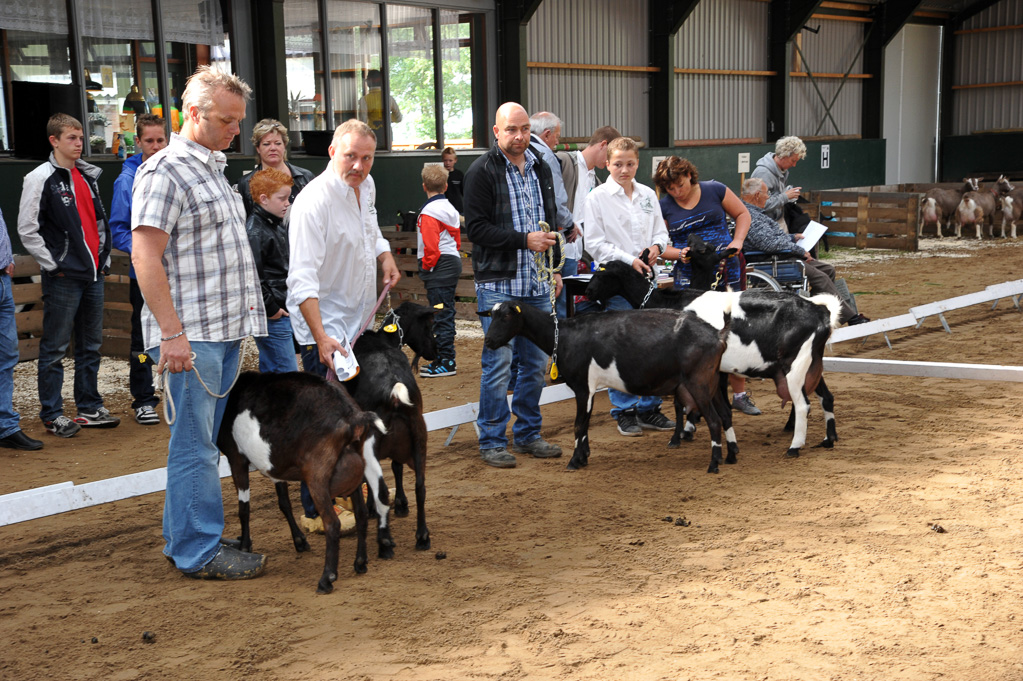 Geitenkeuring van Geitenfokvereniging Assendelft eo in Manege De Delft