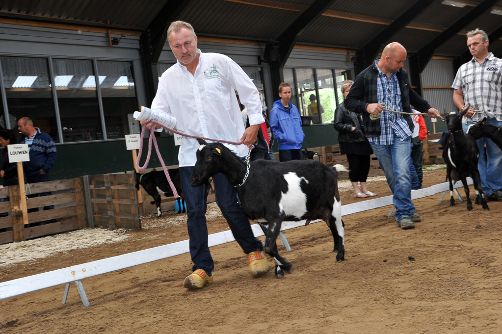 Geitenkeuring van Geitenfokvereniging Assendelft eo in Manege De Delft