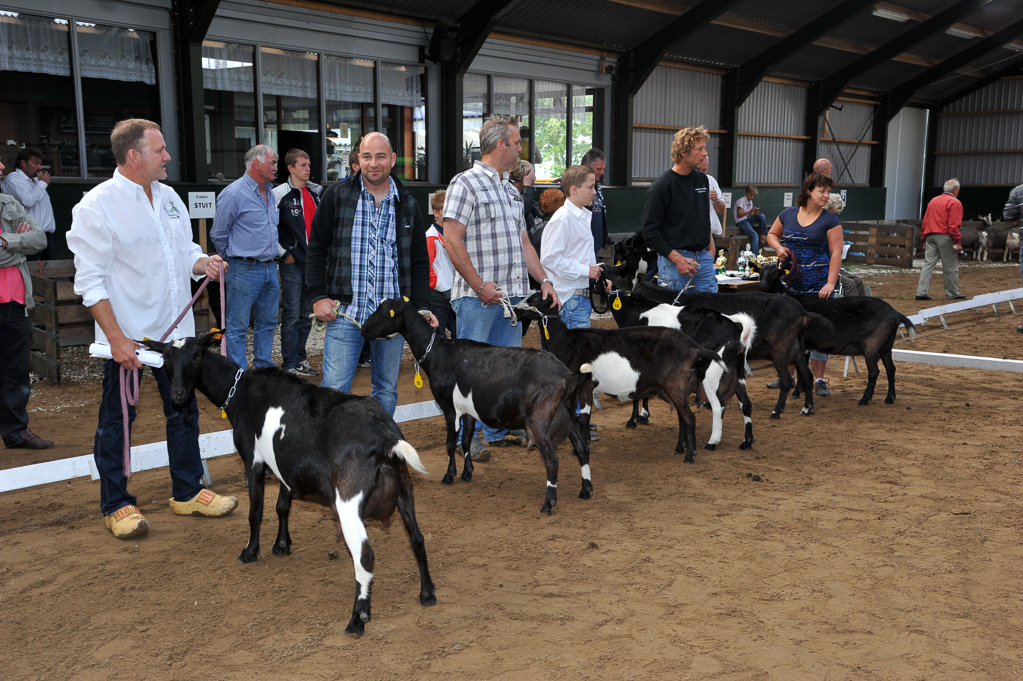 Geitenkeuring van Geitenfokvereniging Assendelft eo in Manege De Delft