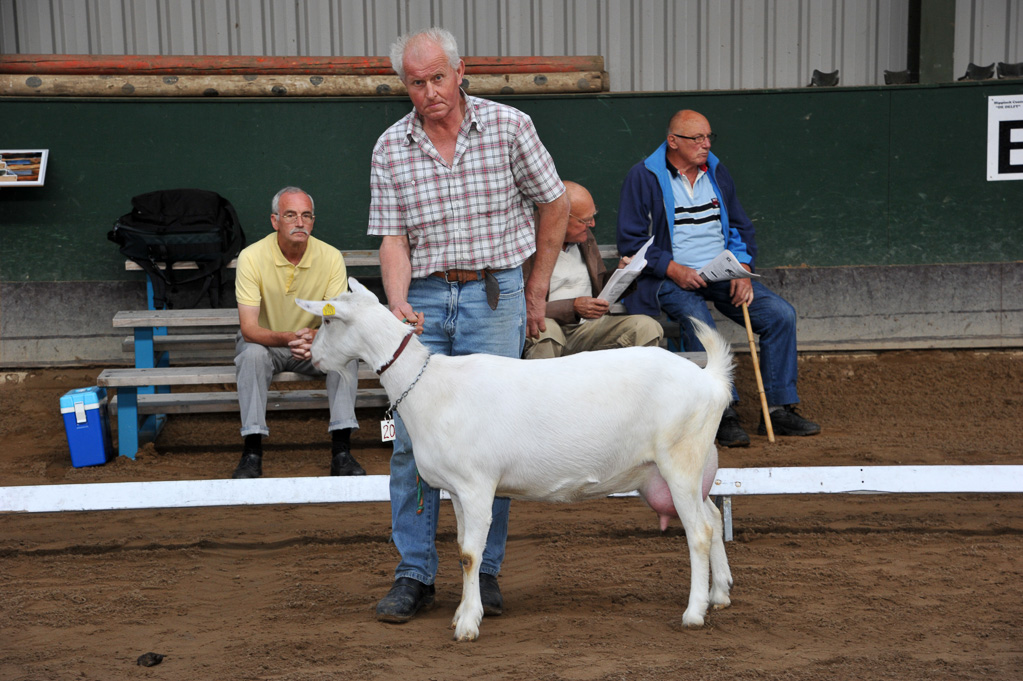 Geitenkeuring van Geitenfokvereniging Assendelft eo in Manege De Delft