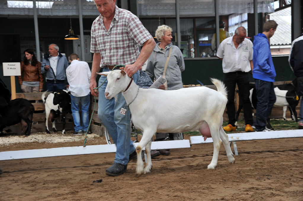 Geitenkeuring van Geitenfokvereniging Assendelft eo in Manege De Delft