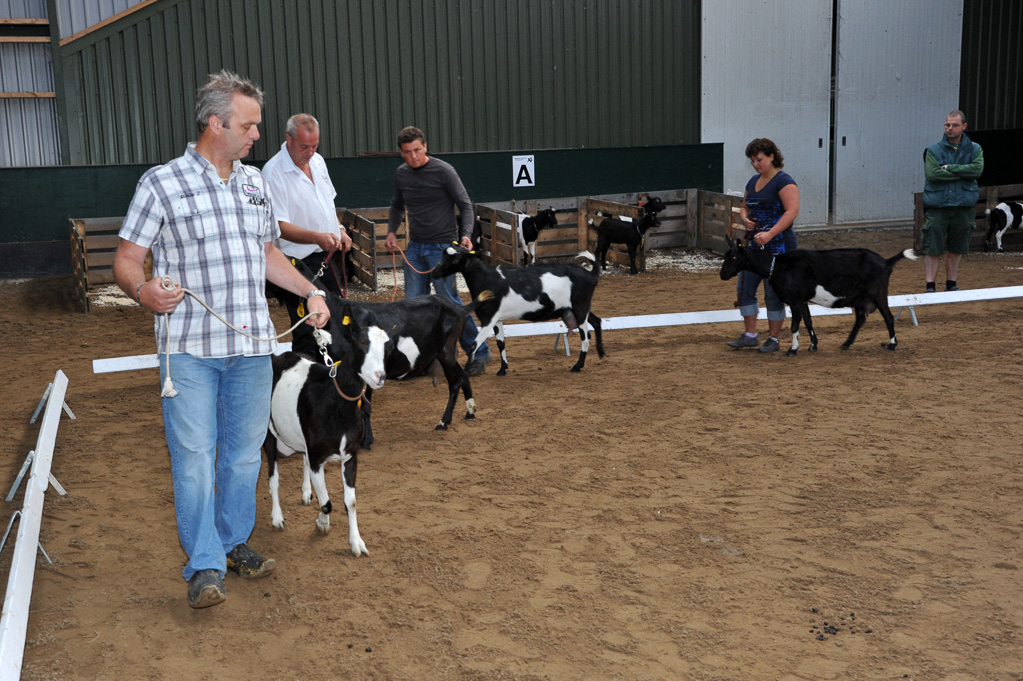 Geitenkeuring van Geitenfokvereniging Assendelft eo in Manege De Delft