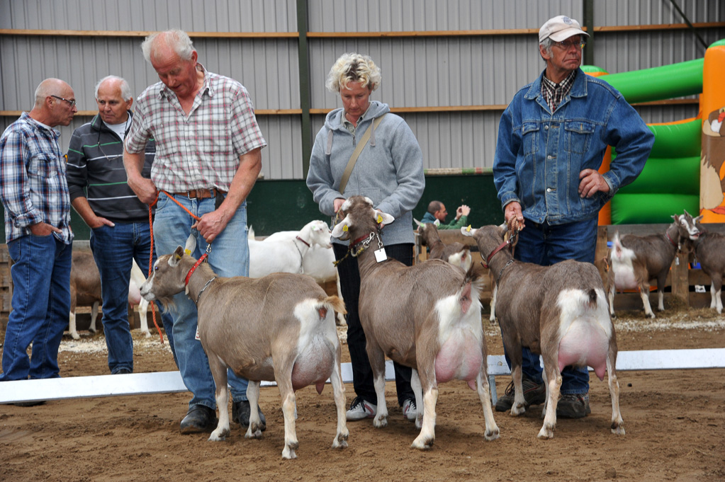 Geitenkeuring van Geitenfokvereniging Assendelft eo in Manege De Delft