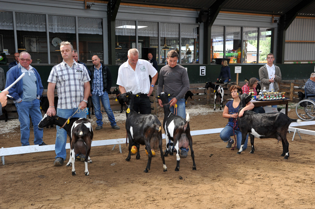 Geitenkeuring van Geitenfokvereniging Assendelft eo in Manege De Delft