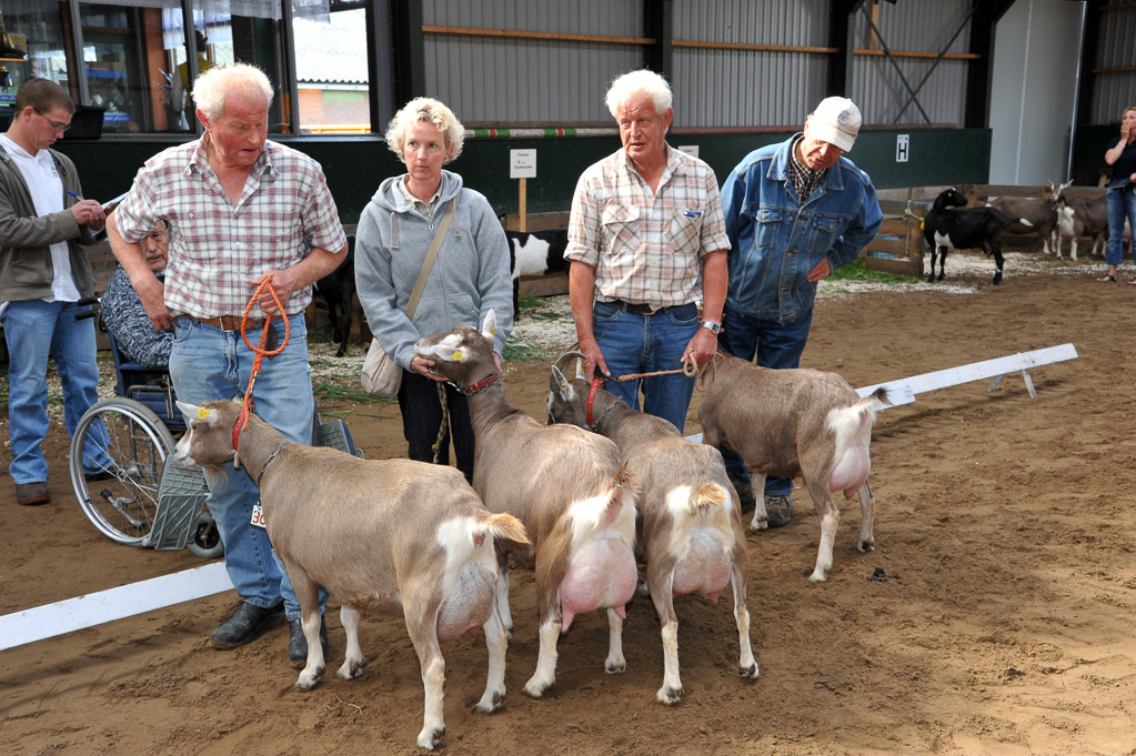 Geitenkeuring van Geitenfokvereniging Assendelft eo in Manege De Delft