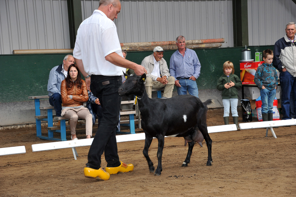 Geitenkeuring van Geitenfokvereniging Assendelft eo in Manege De Delft