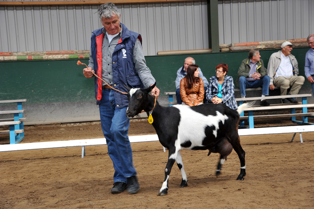 Geitenkeuring van Geitenfokvereniging Assendelft eo in Manege De Delft