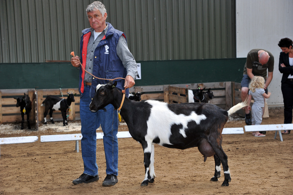 Geitenkeuring van Geitenfokvereniging Assendelft eo in Manege De Delft