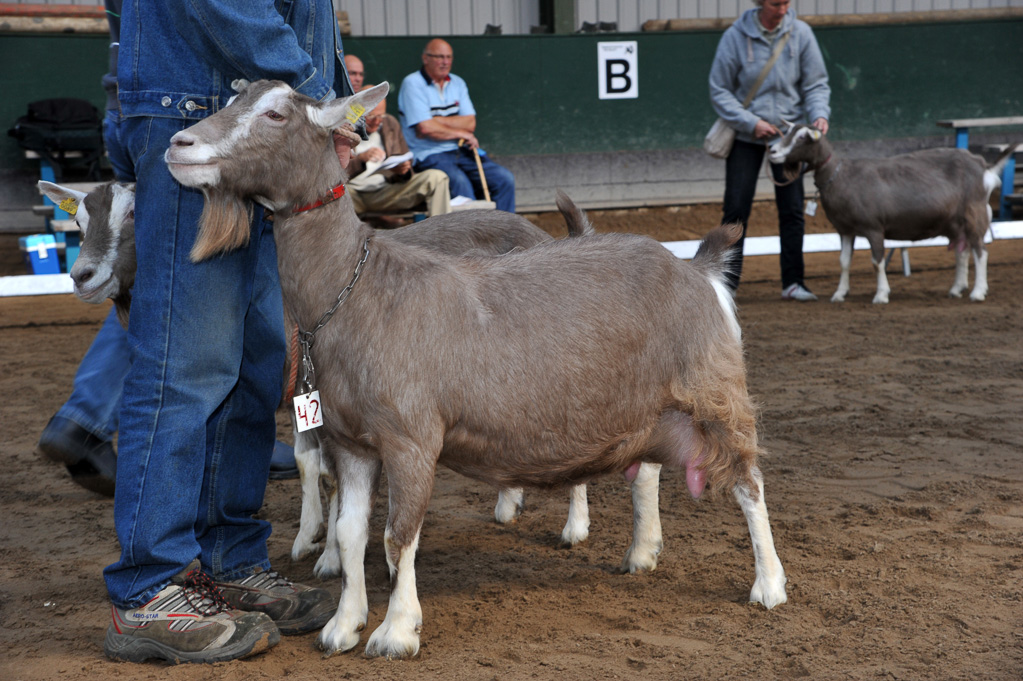 Geitenkeuring van Geitenfokvereniging Assendelft eo in Manege De Delft