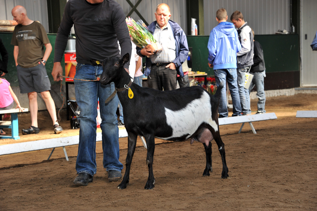 Geitenkeuring van Geitenfokvereniging Assendelft eo in Manege De Delft