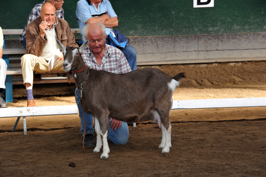 Geitenkeuring van Geitenfokvereniging Assendelft eo in Manege De Delft