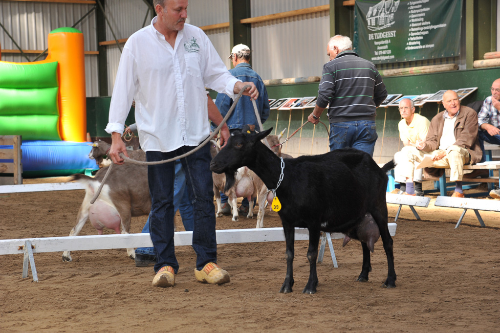 Geitenkeuring van Geitenfokvereniging Assendelft eo in Manege De Delft