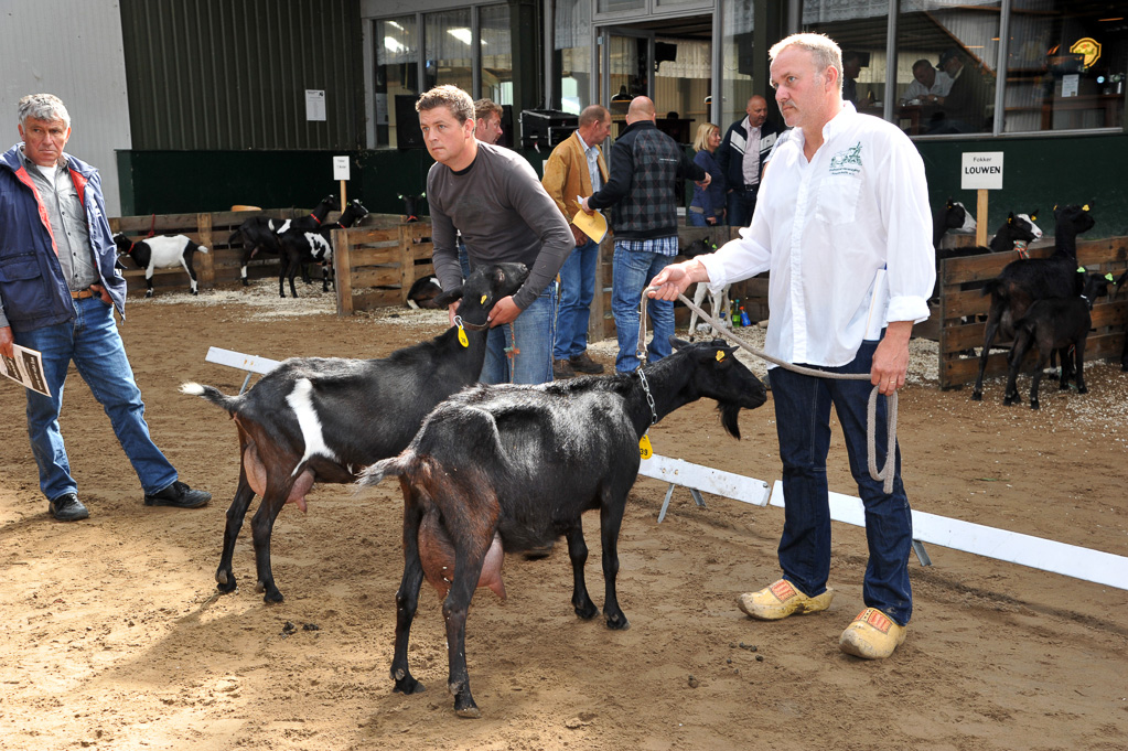 Geitenkeuring van Geitenfokvereniging Assendelft eo in Manege De Delft