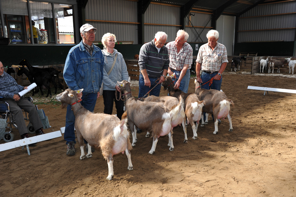 Geitenkeuring van Geitenfokvereniging Assendelft eo in Manege De Delft