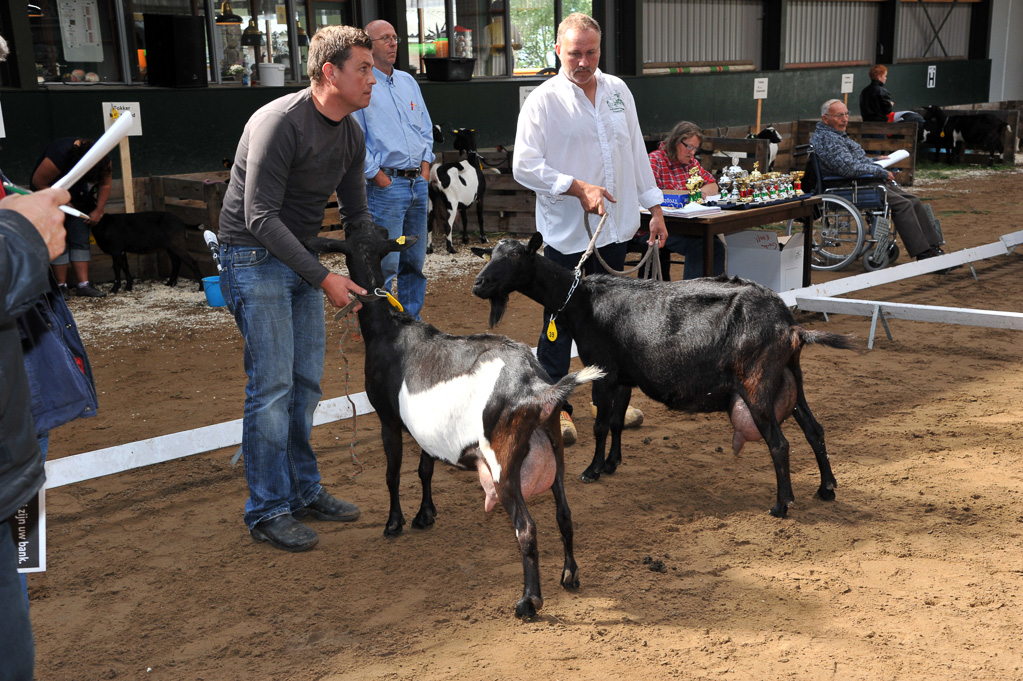 Geitenkeuring van Geitenfokvereniging Assendelft eo in Manege De Delft