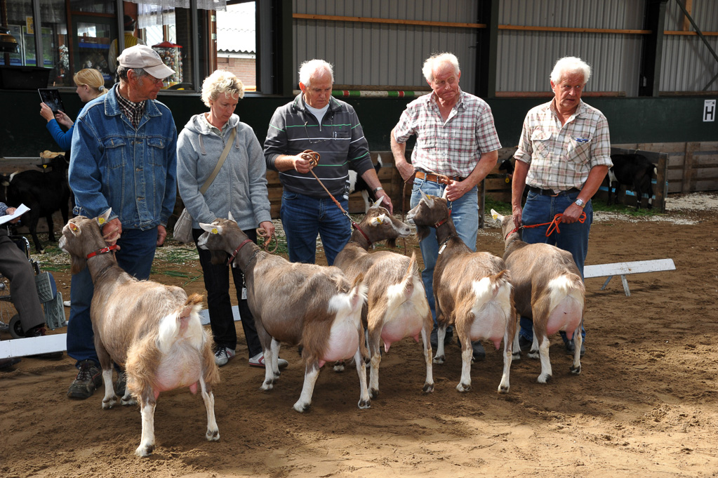 Geitenkeuring van Geitenfokvereniging Assendelft eo in Manege De Delft