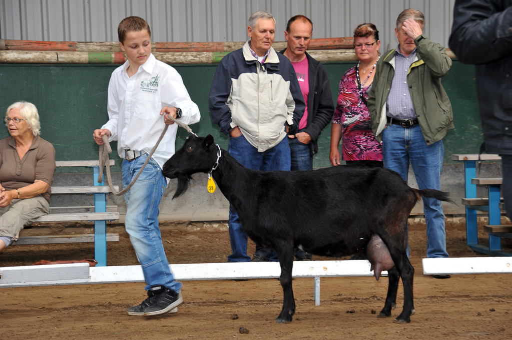 Geitenkeuring van Geitenfokvereniging Assendelft eo in Manege De Delft