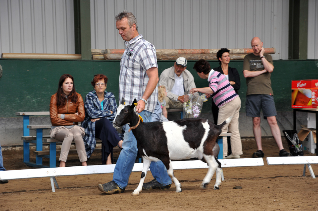 Geitenkeuring van Geitenfokvereniging Assendelft eo in Manege De Delft