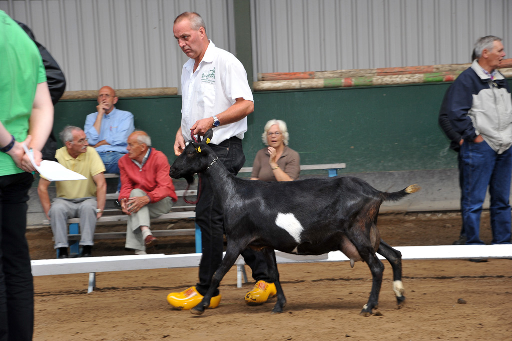 Geitenkeuring van Geitenfokvereniging Assendelft eo in Manege De Delft