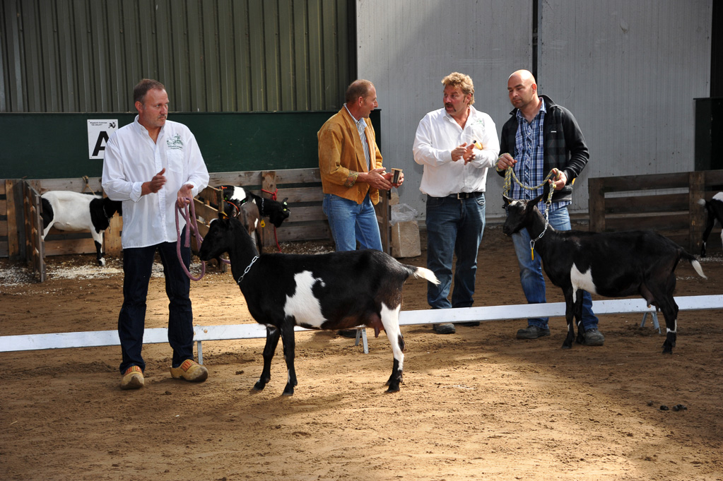 Geitenkeuring van Geitenfokvereniging Assendelft eo in Manege De Delft