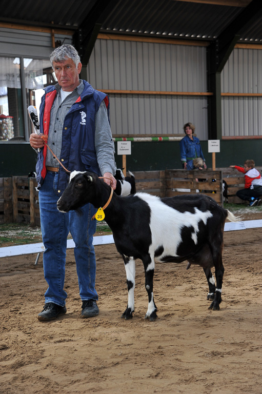 Geitenkeuring van Geitenfokvereniging Assendelft eo in Manege De Delft