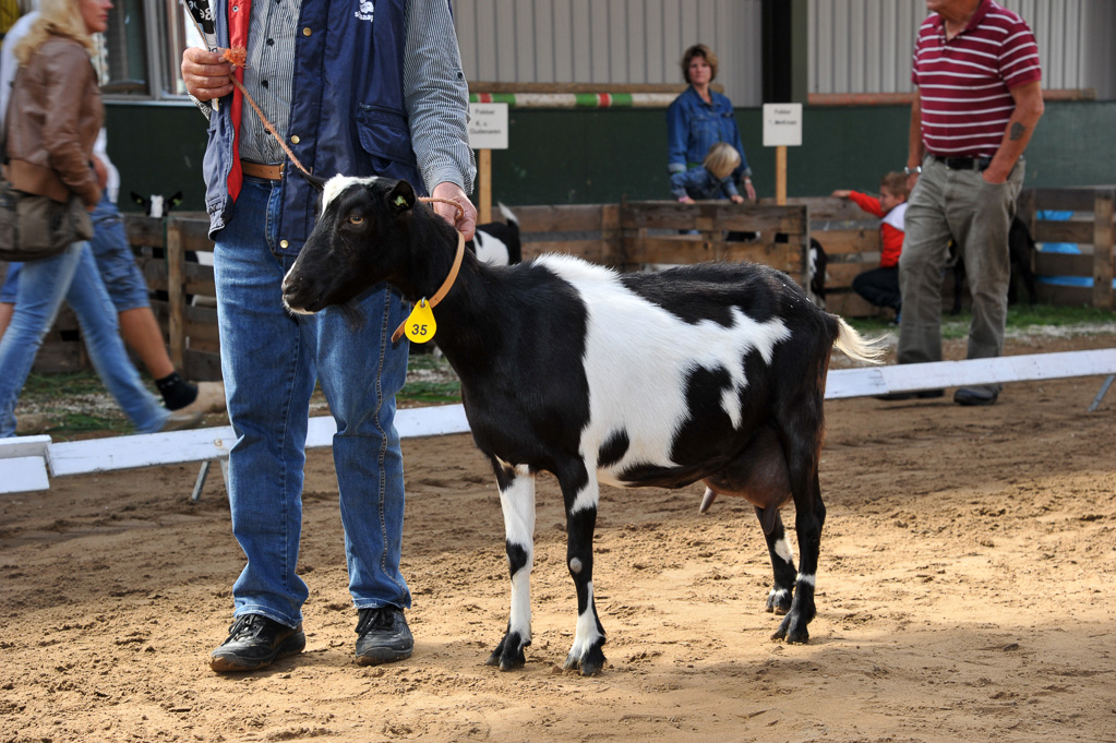 Geitenkeuring van Geitenfokvereniging Assendelft eo in Manege De Delft