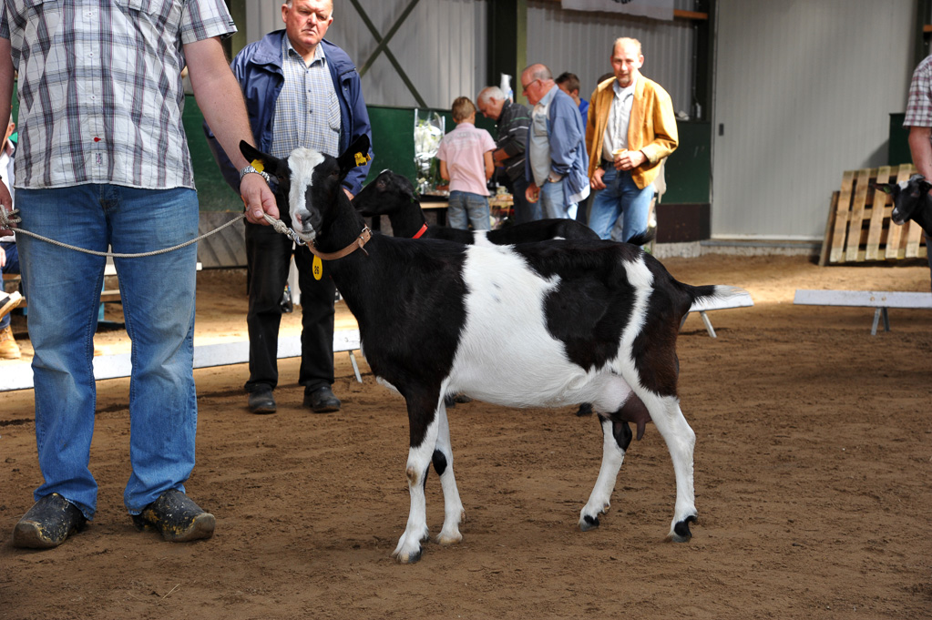 Geitenkeuring van Geitenfokvereniging Assendelft eo in Manege De Delft