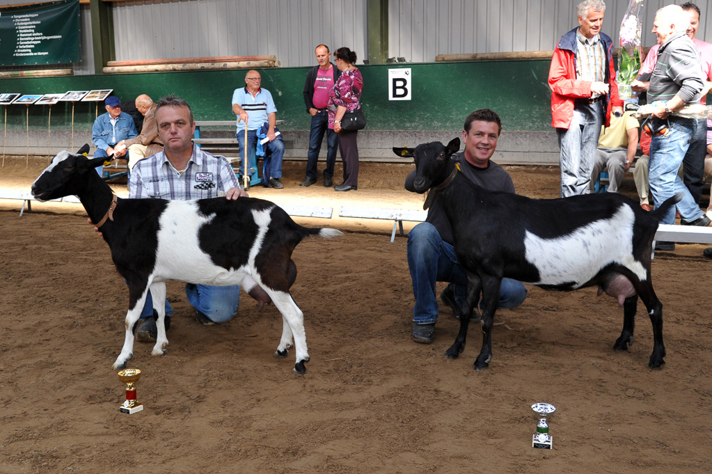 Geitenkeuring van Geitenfokvereniging Assendelft eo in Manege De Delft