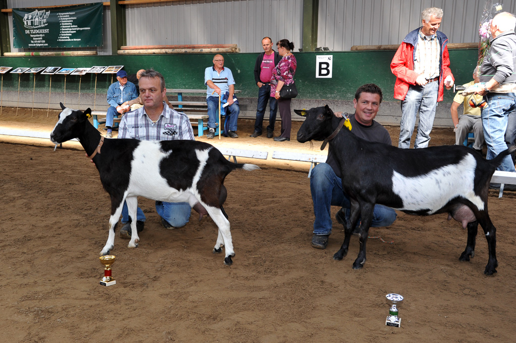 Geitenkeuring van Geitenfokvereniging Assendelft eo in Manege De Delft