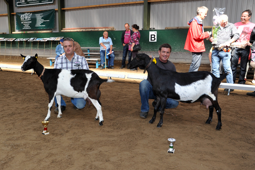 Geitenkeuring van Geitenfokvereniging Assendelft eo in Manege De Delft