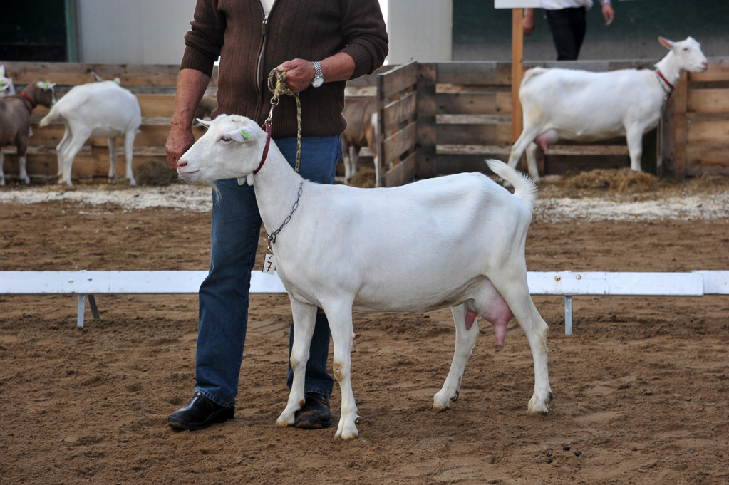 Geitenkeuring van Geitenfokvereniging Assendelft eo in Manege De Delft