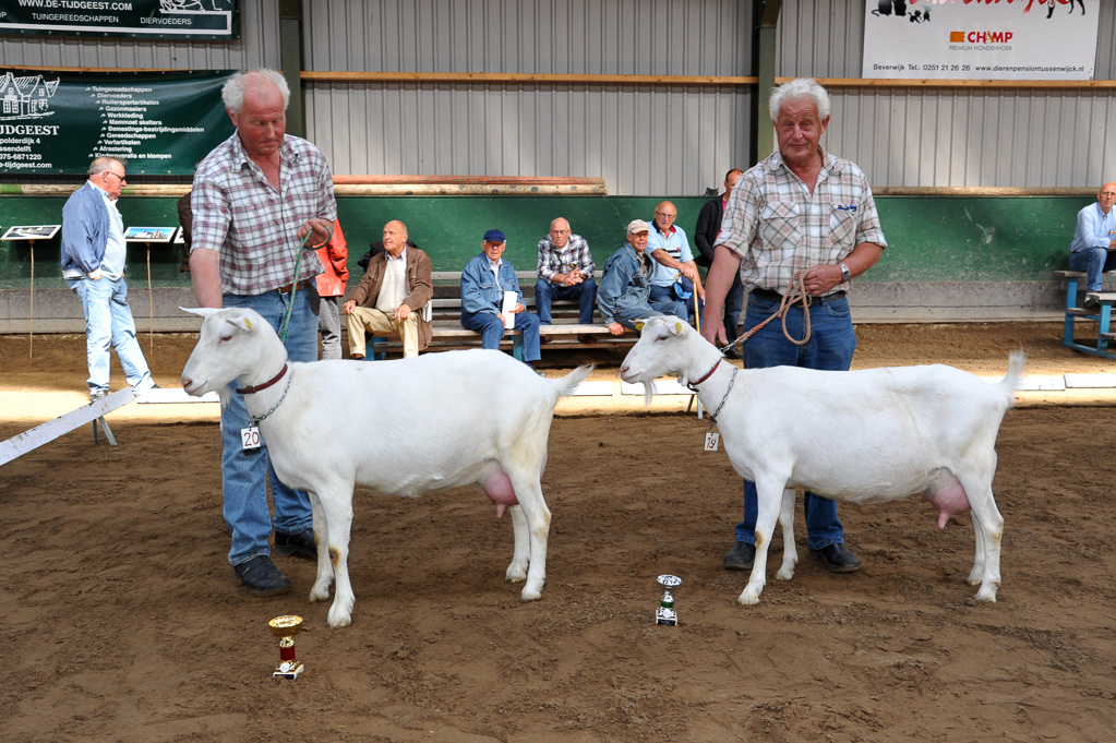 Geitenkeuring van Geitenfokvereniging Assendelft eo in Manege De Delft