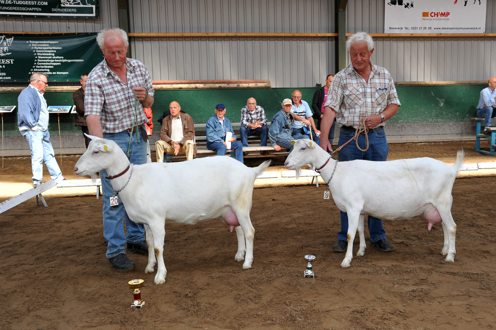 Geitenkeuring van Geitenfokvereniging Assendelft eo in Manege De Delft