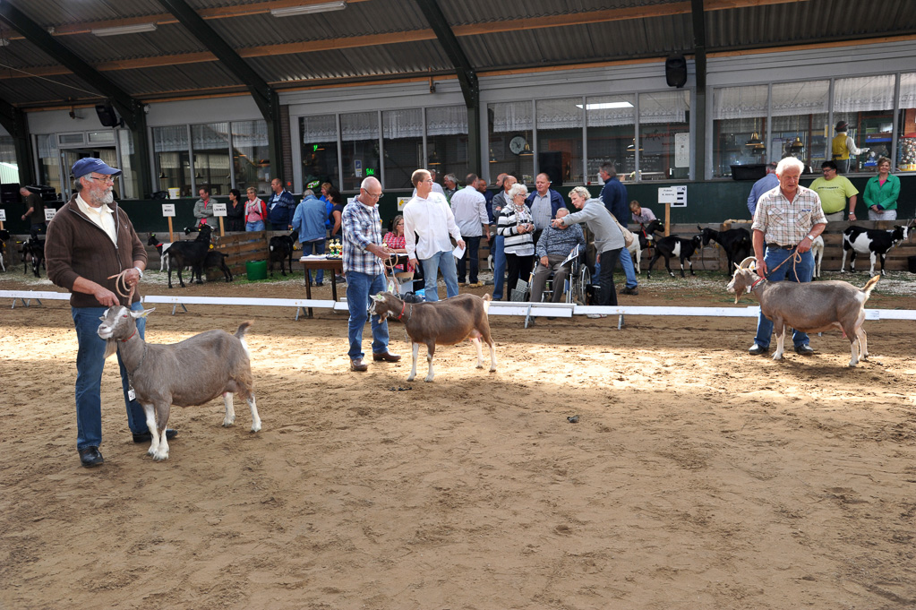 Geitenkeuring van Geitenfokvereniging Assendelft eo in Manege De Delft