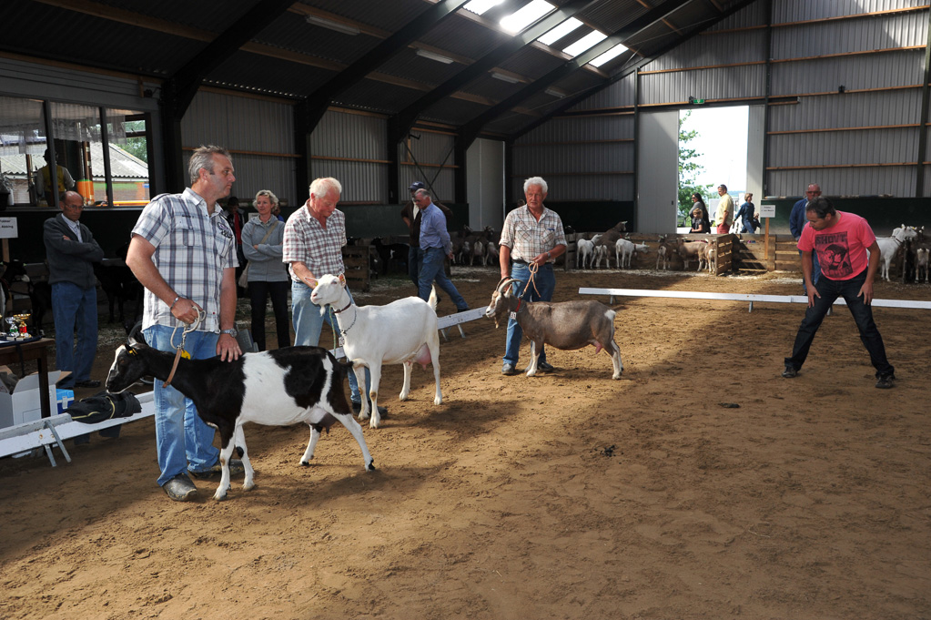 Geitenkeuring van Geitenfokvereniging Assendelft eo in Manege De Delft