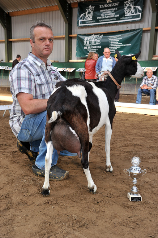 Geitenkeuring van Geitenfokvereniging Assendelft eo in Manege De Delft