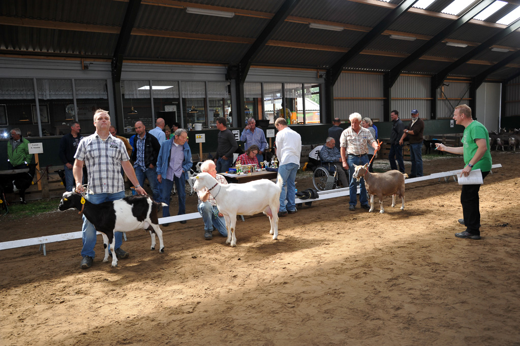 Geitenkeuring van Geitenfokvereniging Assendelft eo in Manege De Delft