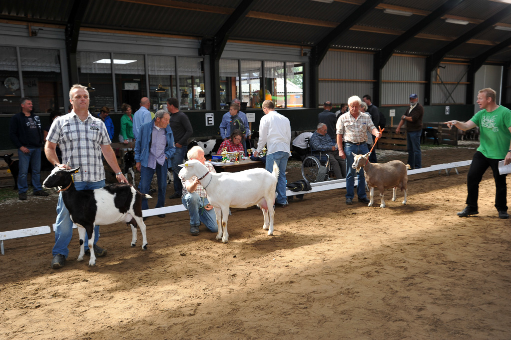 Geitenkeuring van Geitenfokvereniging Assendelft eo in Manege De Delft