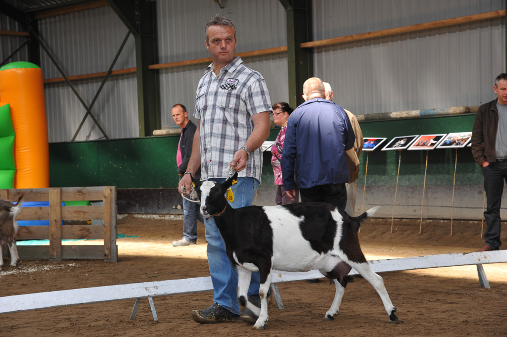 Geitenkeuring van Geitenfokvereniging Assendelft eo in Manege De Delft