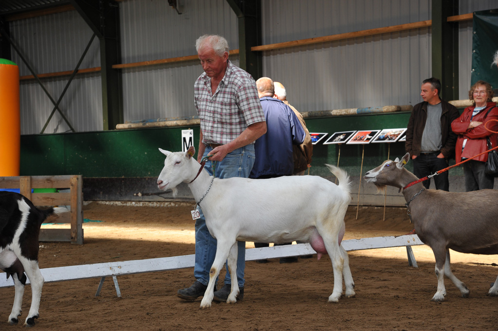 Geitenkeuring van Geitenfokvereniging Assendelft eo in Manege De Delft