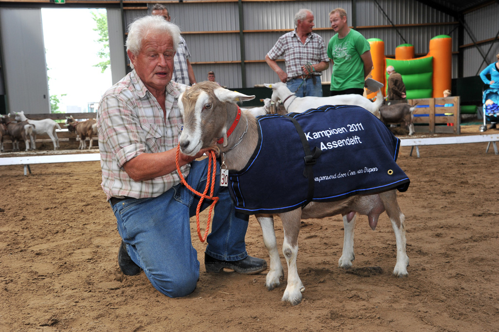 Geitenkeuring van Geitenfokvereniging Assendelft eo in Manege De Delft