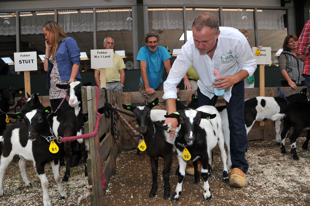 Geitenkeuring van Geitenfokvereniging Assendelft eo in Manege De Delft