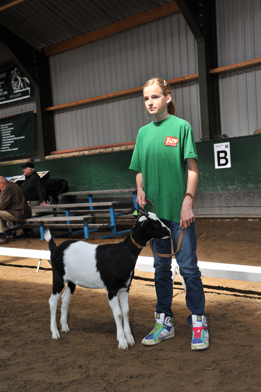 Geitenkeuring van Geitenfokvereniging Assendelft eo in Manege De Delft