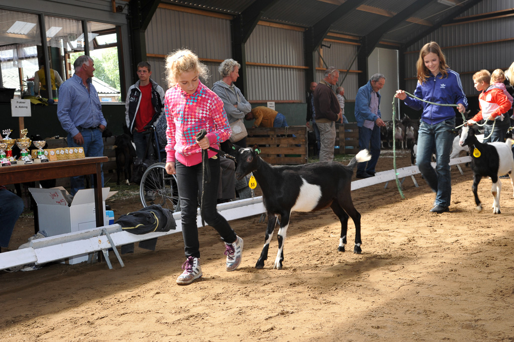 Geitenkeuring van Geitenfokvereniging Assendelft eo in Manege De Delft