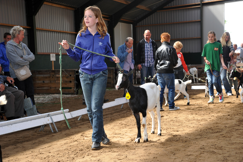 Geitenkeuring van Geitenfokvereniging Assendelft eo in Manege De Delft